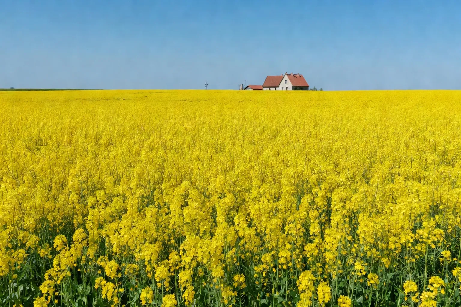 Marché bio en Pologne — producteurs et consommateurs en discussion à Varsovie
